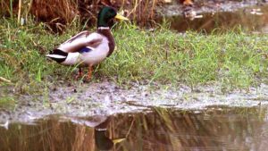 Farm Bureau Says EPA, Army Corps Of Engineers Violate Clean Water Act