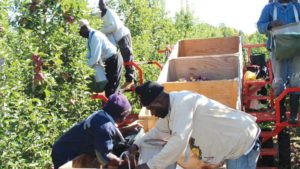 Rock Steady U.S. Apple Crop Forecast