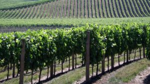 New Law Creates Option for California Growers With Agricultural Waste