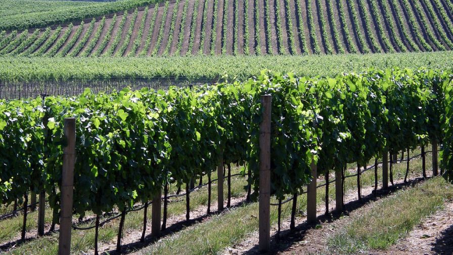 Urgent Message for California Wine Growers: Pull Your Vines Now