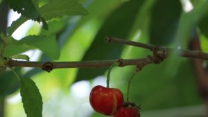 Researchers Study Why Cherry Cracking Affects Different Varieties