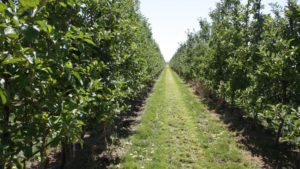 Washington State Expecting Smaller Apple Crop