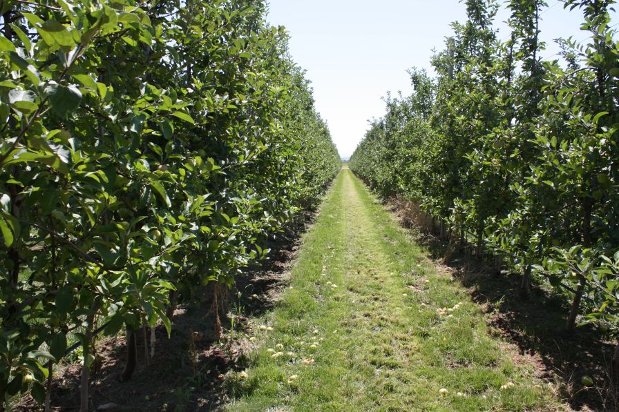 Large Washington Tree Fruit Companies Compelled to Sell Out