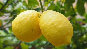 USDA Angers California Lemon Growers