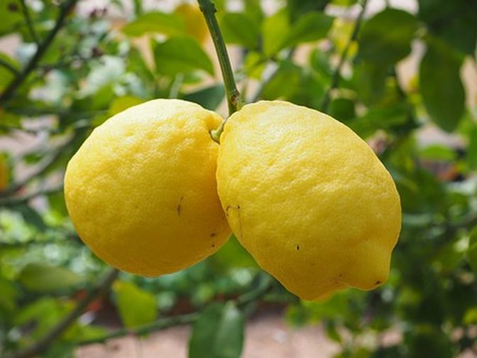 USDA Angers California Lemon Growers
