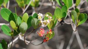 Study: Climate Change Putting Sting On Non-Native Pollinators