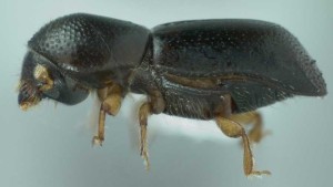 How To Build A Better Beetle Trap