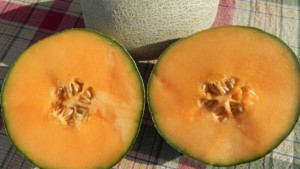 New Cantaloupe, Pumpkin, And Squash Seeds Available