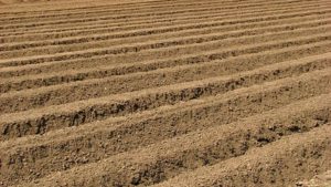Apple Growers Rocked With New Planting Thefts