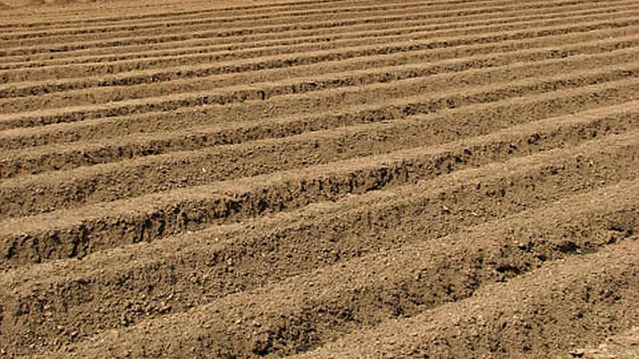 New Tool Helps Growers Improve Phosphorus Efficiency