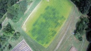 Radish Cover Crop Suppresses Weeds, Boosts Yields
