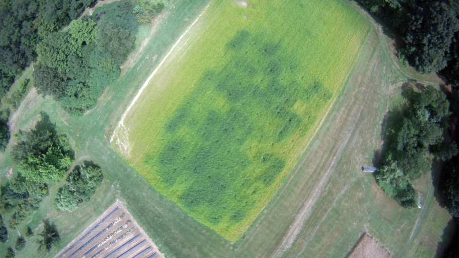 Radish Cover Crop Suppresses Weeds, Boosts Yields