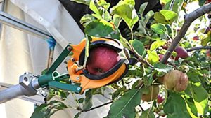 Orchard Automation Is On The Horizon