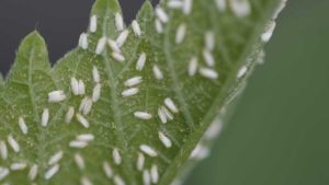 Piercing-Sucking Plant Pests Beware of New Insecticide