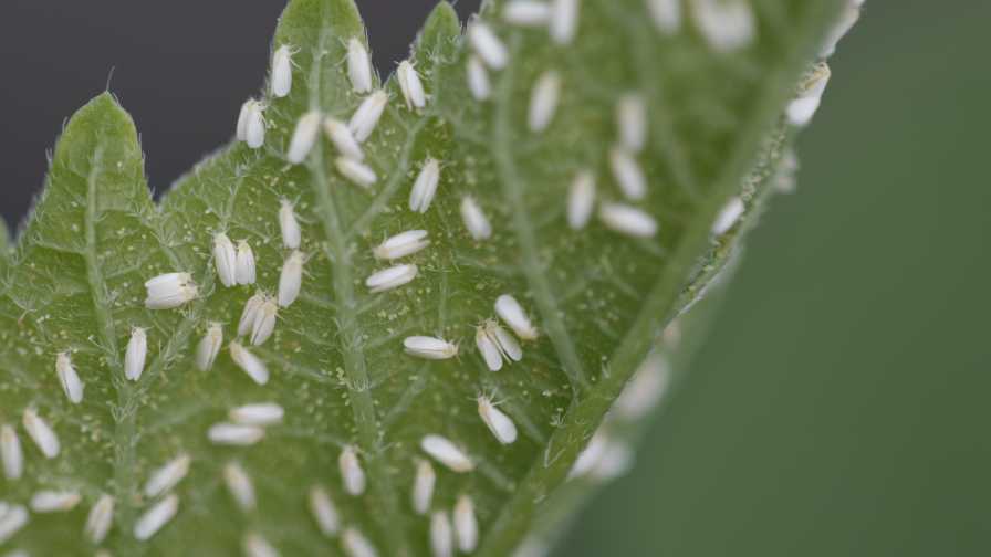 Bayer Expands Movento Label for Vegetable Growers in Southeast U.S.