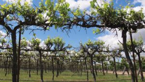 Organization Seeks Winegrape Exemption Produce Safety Rule