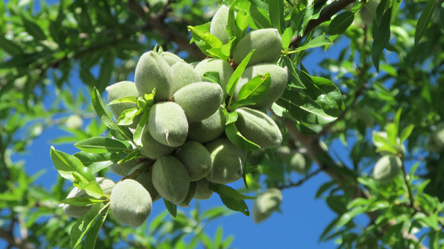 10% Decrease in California Almonds Predicted – Way Below Initial Forecast