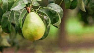Arias Succeeds Moffitt as President, CEO of Pear Bureau Northwest
