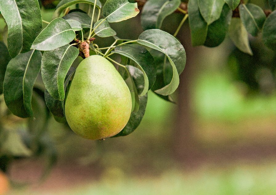 New Insecticide Protects Against Woolly Apple Aphid, Pear Psylla, and Other Soft-Bodied Pests