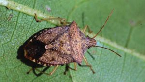 Stink Bugs On The Rise In Homes In Washington State