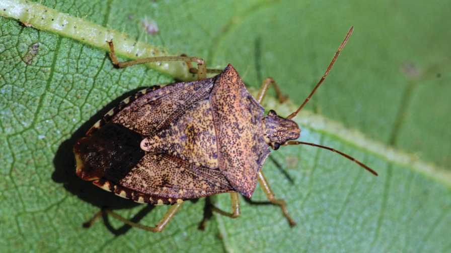 Florida Growers Warned To Beware Of Brown Stink Bugs
