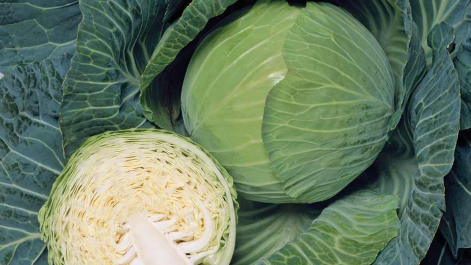 15 Cabbage Varieties You Should Know About