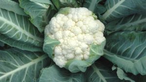 6 Of The Latest Cauliflower And Broccoli Varieties
