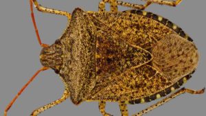 How To Manage Consperse Stink Bug In Tomato