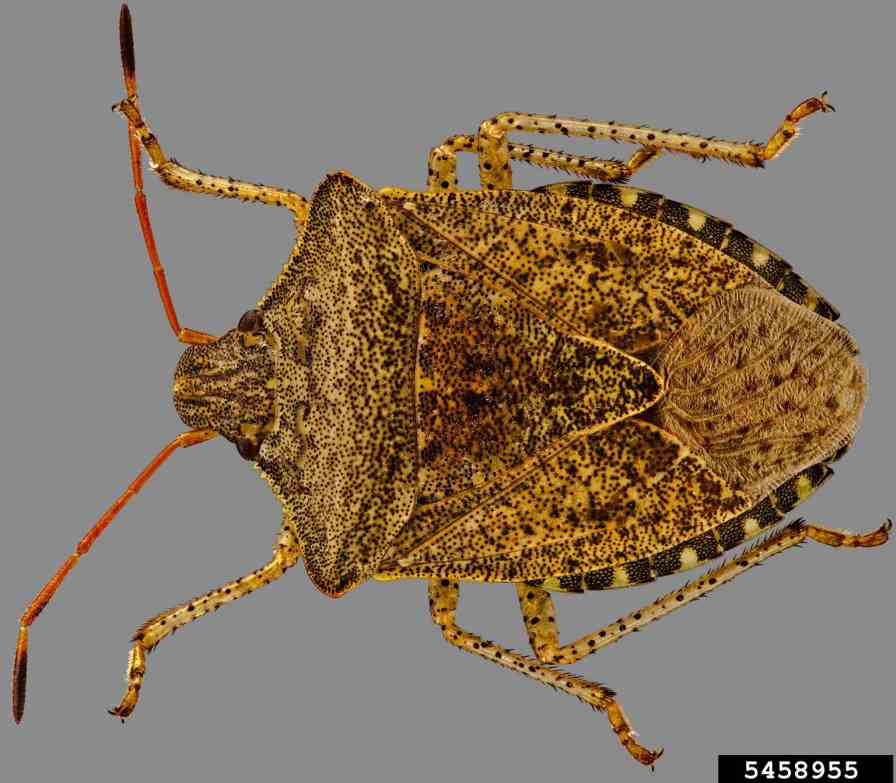 How To Manage Consperse Stink Bug In Tomato