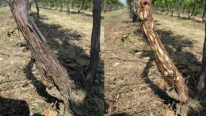Several Severe Winters Causing Crown Gall Concerns