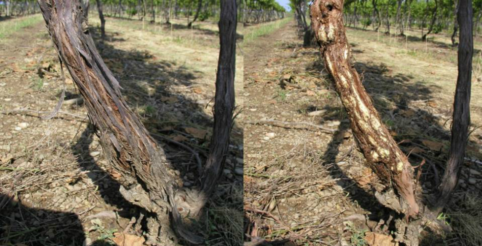 Several Severe Winters Causing Crown Gall Concerns