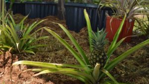 3. Pineapple (Clean)