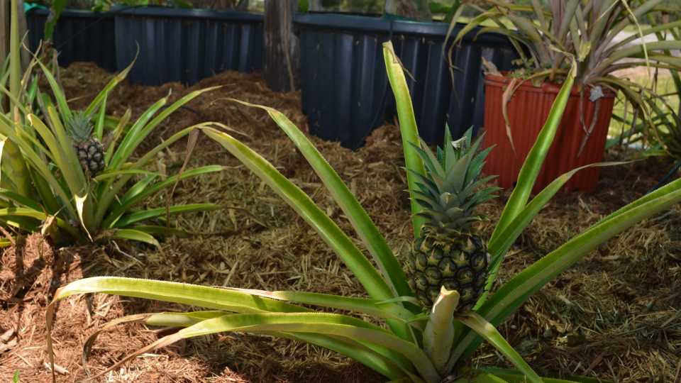 3. Pineapple (Clean)