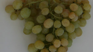 India Requesting Permission To Send Fresh Grapes To The U.S.