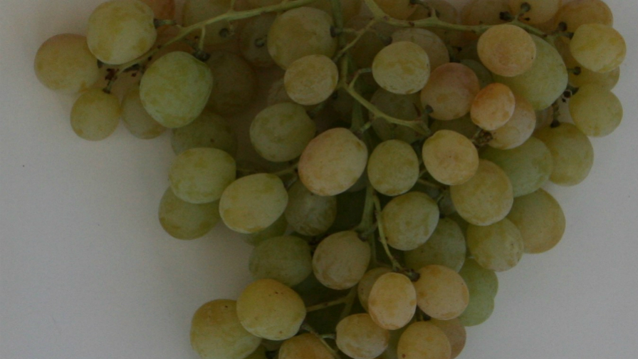 India Requesting Permission To Send Fresh Grapes To The U.S.