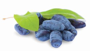 Growers In Canada See Bright Future For Haskap Berry