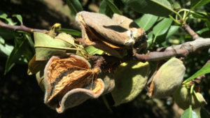Avoid Almond Hull Rot With Deficit Irrigation