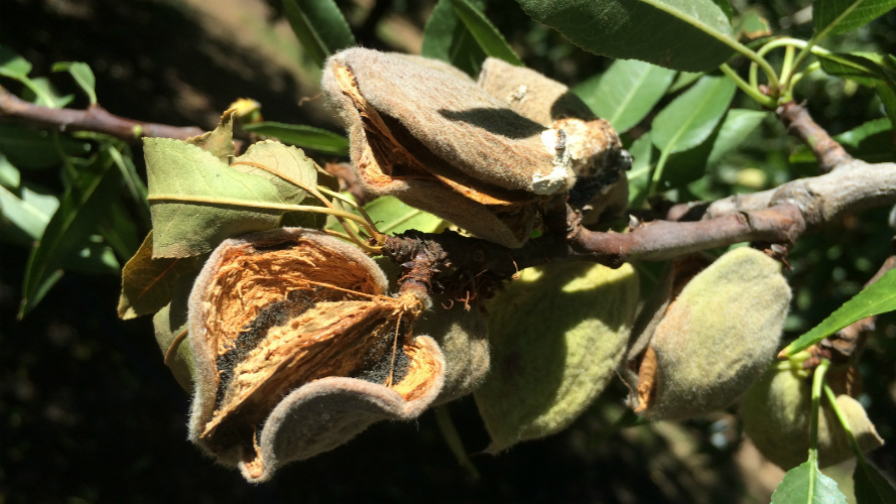 Avoid Almond Hull Rot With Deficit Irrigation