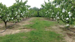 Organic Peach-Bagging Project Shows Great Promise