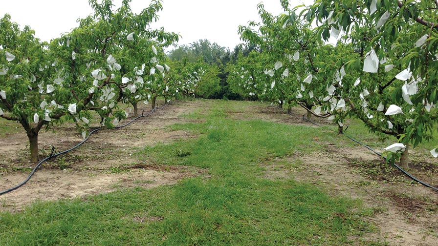 Organic Peach-Bagging Project Shows Great Promise