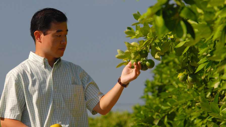 Florida Citrus Research Order Referendum Passes With Flying Colors