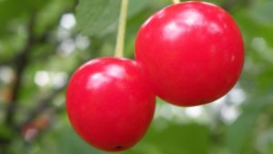Researcher: Cherry Growers Must Use Disease Management Strategies When it Comes to SWD
