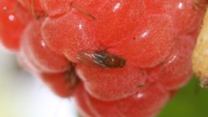 Insect Pest Hits Southeastern Berry Growers Hard