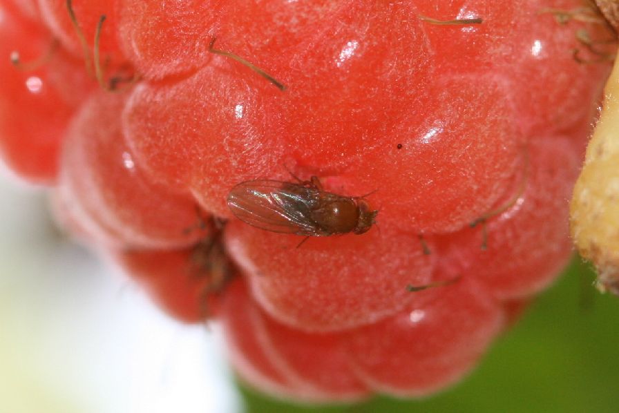 Webinar to Highlight Organic Management of Spotted Wing Drosophila