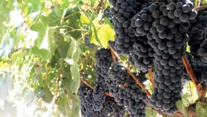 Winegrape Varieties That Can Beat The Heat