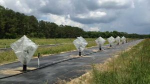 Tree Cover Product Created To Help Fight Citrus Scourges