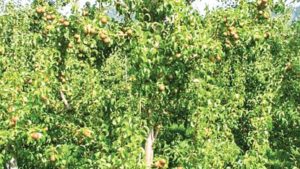 Pairing PGRs In Pears Helps Control Vigor
