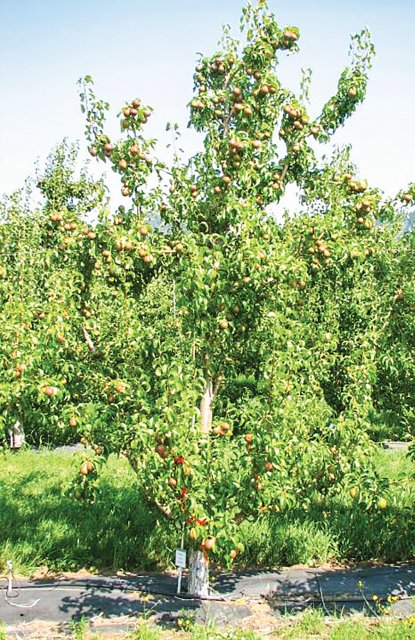 Pairing PGRs In Pears Helps Control Vigor