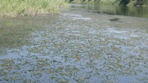 Supreme Court Gives OK For Farmers To Challenge Clean Water Act