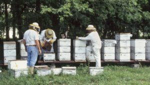 Beekeeping Gives Veterans New Opportunities